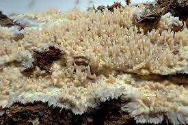 Attēlu rezultāti vaicājumam “Mycoacia fuscoatra”