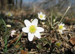 Image result for Buschwindröschen