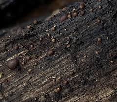 Attēlu rezultāti vaicājumam “Licea castanea macro”