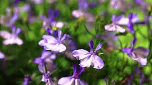 Attēlu rezultāti vaicājumam “Viola uliginosa flower”