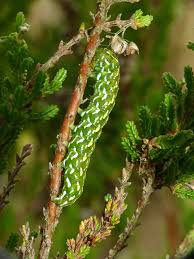 Attēlu rezultāti vaicājumam “Anarta myrtilli larva”