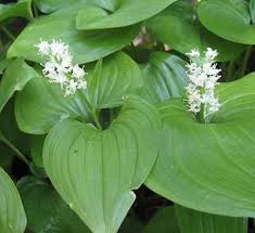 Attēlu rezultāti vaicājumam “Maianthemum bifolium”