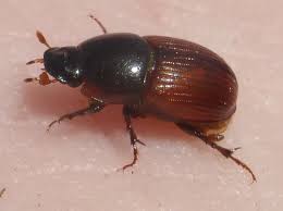 Attēlu rezultāti vaicājumam “Aphodius sp.”