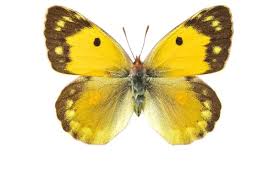 Attēlu rezultāti vaicājumam “Colias croceus”