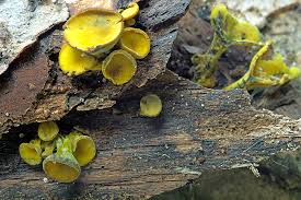 Attēlu rezultāti vaicājumam “Chlorencoelia versiformis”