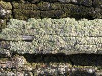 Attēlu rezultāti vaicājumam “Trapeliopsis granulosa”