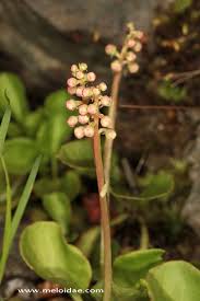 Attēlu rezultāti vaicājumam “Pyrola media”