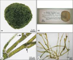 Imagini pentru Cladophora aegagropila