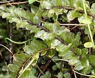 Attēlu rezultāti vaicājumam “Plagiomnium ellipticum”