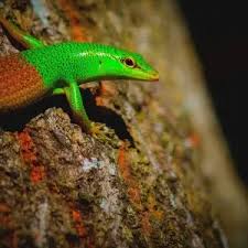 Risultati immagini per dasia smaragdina