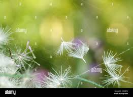 Attēlu rezultāti vaicājumam “Cirsium arvense fruit”