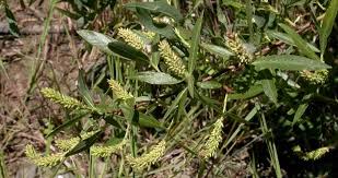 Attēlu rezultāti vaicājumam “Salix Vetrix”