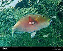 Image result for Scarus ferrugineus