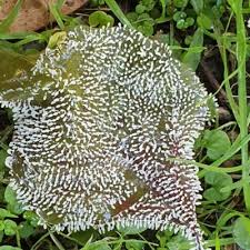 Attēlu rezultāti vaicājumam “Diachea leucopodia macro”