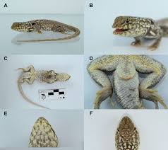 Attēlu rezultāti vaicājumam “Lycogala convexum sessile”