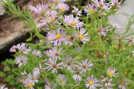 Image result for Aster lanceolatus