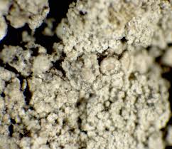 Attēlu rezultāti vaicājumam “Lecanora conizaeoides”