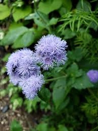 Image result for Ageratum houstonianum