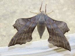 Attēlu rezultāti vaicājumam “Laothoe amurensis”