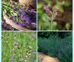 Attēlu rezultāti vaicājumam “Hyssopus officinalis flower”