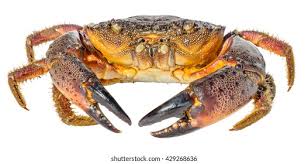 Image result for Eriphia verrucosa