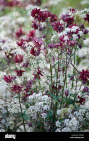 Image result for Aquilegia vulgaris `Nora Barlow`