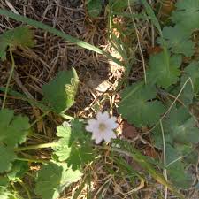 Attēlu rezultāti vaicājumam “Geranium pyrenaicum leaf”