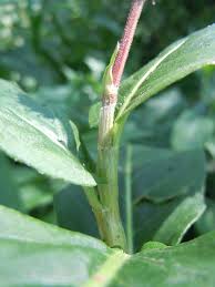 Attēlu rezultāti vaicājumam “Polygonum amphibium leaf”