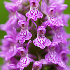 Attēlu rezultāti vaicājumam “Dactylorhiza majalis subsp. baltica”