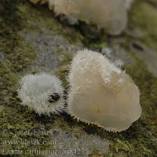 Attēlu rezultāti vaicājumam “Exidia cartilaginea”