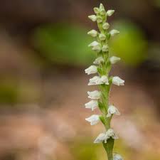 Attēlu rezultāti vaicājumam “Goodyera repens bud”
