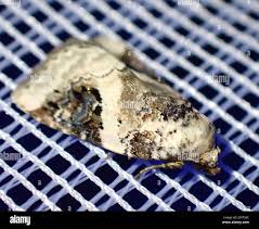 Attēlu rezultāti vaicājumam “Pseudeustrotia candidula”