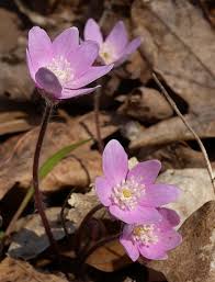 Attēlu rezultāti vaicājumam “Hepatica nobilis flower”