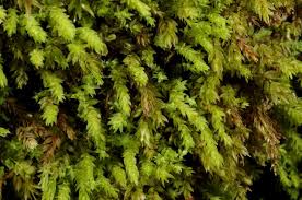 Attēlu rezultāti vaicājumam “Pohlia cruda”