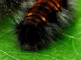 Attēlu rezultāti vaicājumam “Macrothylacia rubi”