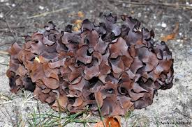 Attēlu rezultāti vaicājumam “Tremella foliacea”