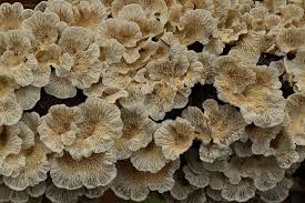 Attēlu rezultāti vaicājumam “Plicaturopsis crispa”