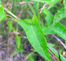 Attēlu rezultāti vaicājumam “Calystegia inflata leaf”
