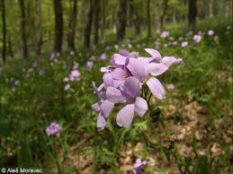 Attēlu rezultāti vaicājumam “Cardamine bulbifera flower”