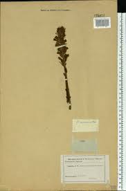 Attēlu rezultāti vaicājumam “Orobanche coerulescens”