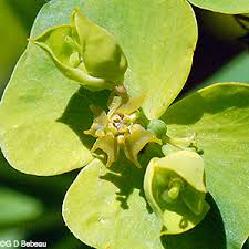 Attēlu rezultāti vaicājumam “Euphorbia virgata leaf”