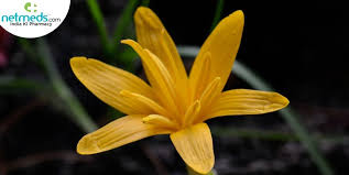 Attēlu rezultāti vaicājumam “Colchicum luteum”