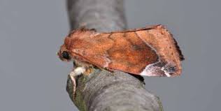 Attēlu rezultāti vaicājumam “Cosmia pyralina”