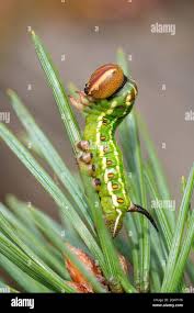 Attēlu rezultāti vaicājumam “Sphinx pinastri larva”