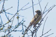 Attēlu rezultāti vaicājumam “Emberiza citrinella juvenile”