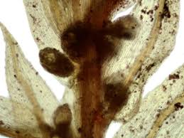 Attēlu rezultāti vaicājumam “Pohlia bulbifera”