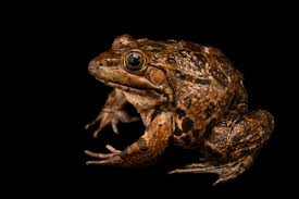 Attēlu rezultāti vaicājumam “Pelophylax”