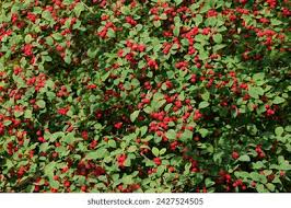 Attēlu rezultāti vaicājumam “Cotoneaster multiflorus”