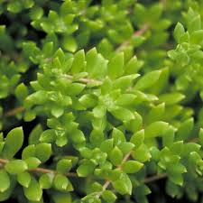 Image result for Sedum acre