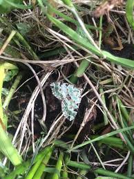 Attēlu rezultāti vaicājumam “Colostygia pectinataria female”